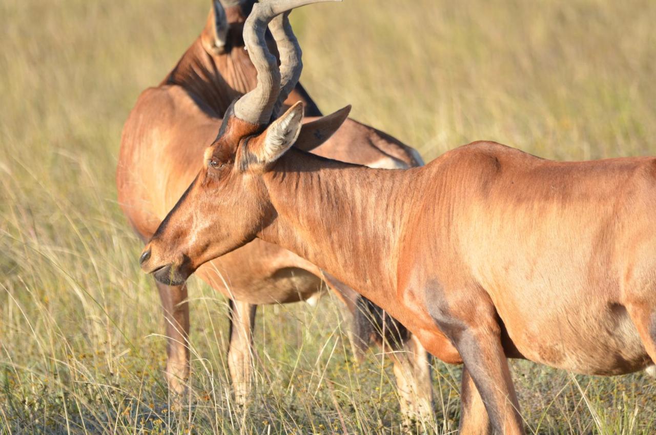 Lalibela Game Reserve Lentaba Safari Lodge Paterson 외부 사진