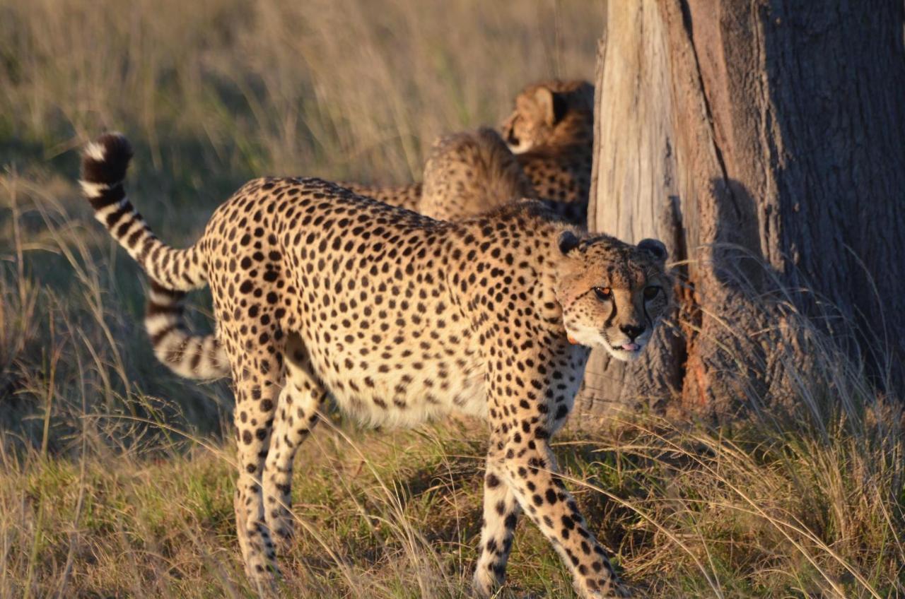 Lalibela Game Reserve Lentaba Safari Lodge Paterson 외부 사진